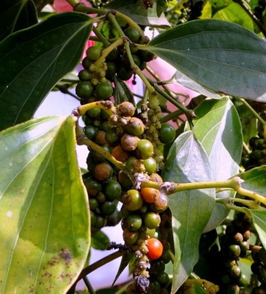 84a. Sihanoukville, Cambodia