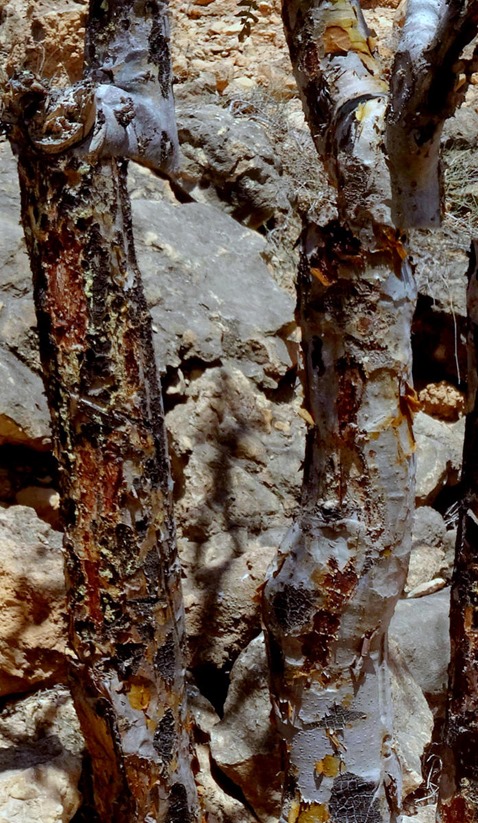 105b. Salalah, Oman_stitch