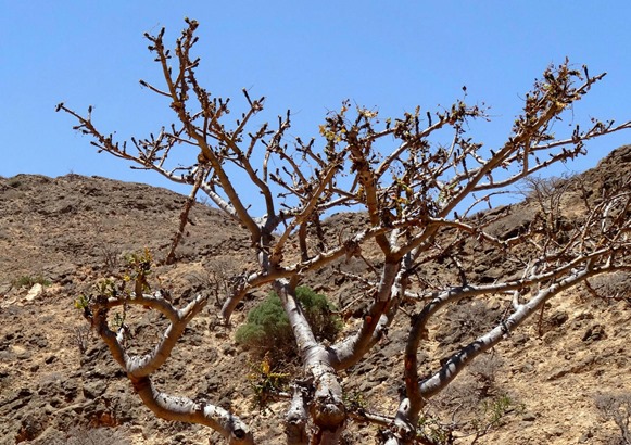 110a. Salalah, Oman_stitch