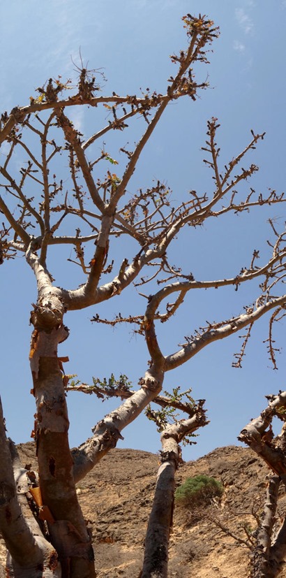 117a. Salalah, Oman_stitch