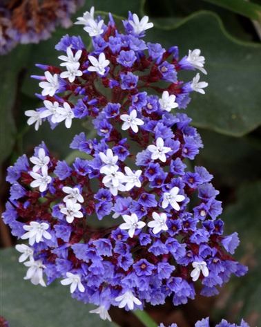 153. Haifa, Israel (Caesarea & Acre)