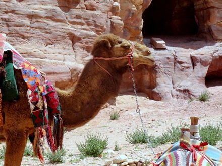 174. al-Aqaba, Jordan (Petra & Wadi Rum)