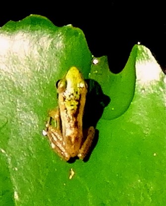 186b. Phuket, Thailand