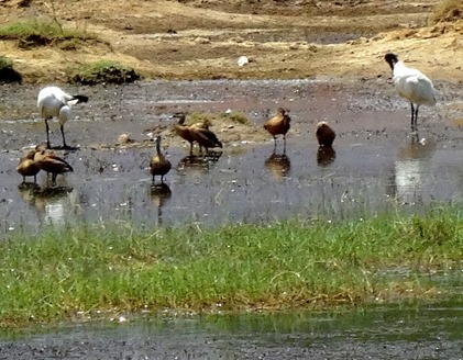 192a. Hambantota, Sri Lanka