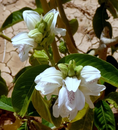 195. al-Aqaba, Jordan (Petra & Wadi Rum)