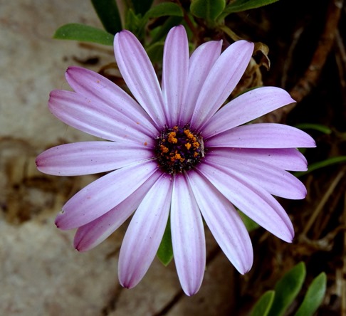 200. al-Aqaba, Jordan (Petra & Wadi Rum)