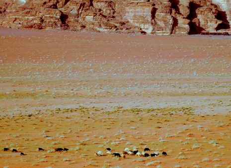 234. al-Aqaba, Jordan (Petra & Wadi Rum)