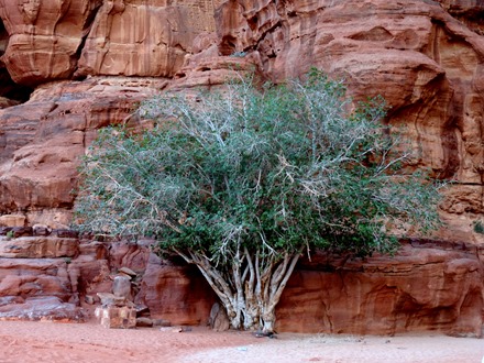 277. al-Aqaba, Jordan (Petra & Wadi Rum)