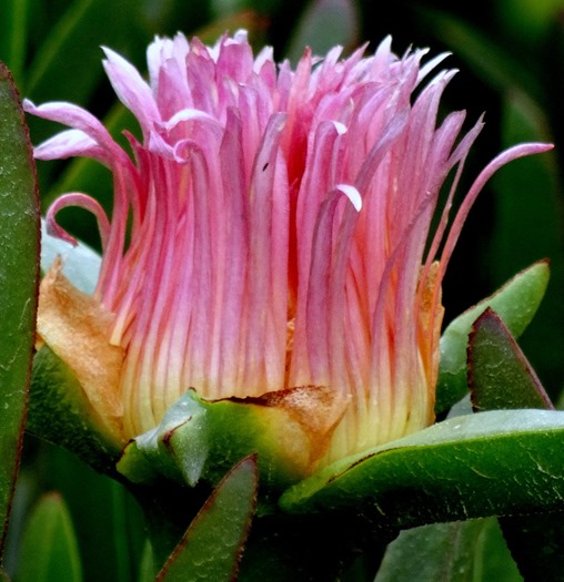 31. Haifa, Israel (Caesarea & Acre)