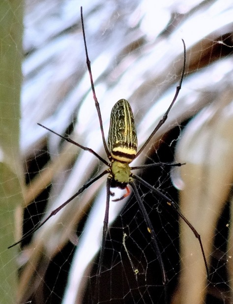 34a. Phuket, Thailand