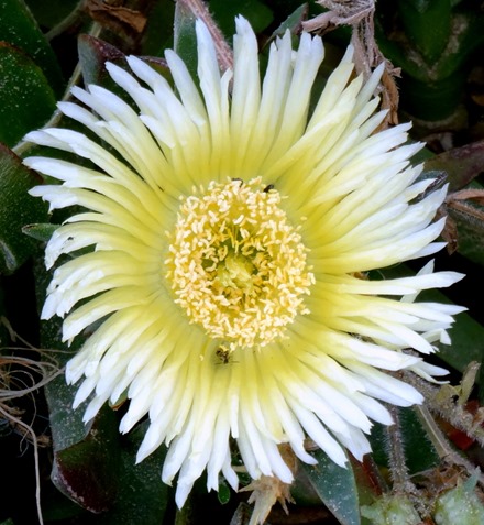 58. Haifa, Israel (Caesarea & Acre)