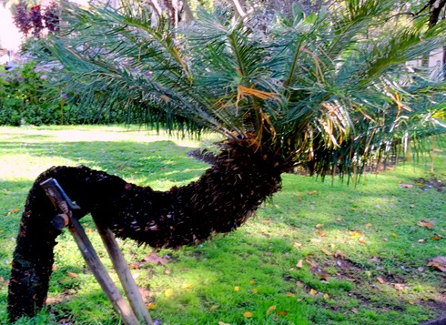 11. Funchal, Madeira