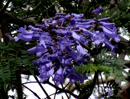 118 Funchal, Madeira