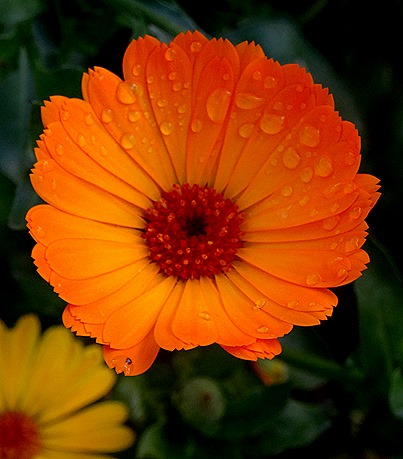 15. Funchal, Madeira