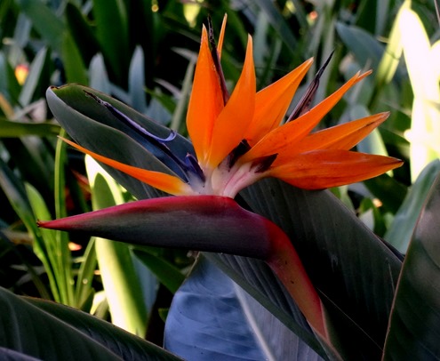 20. Funchal, Madeira