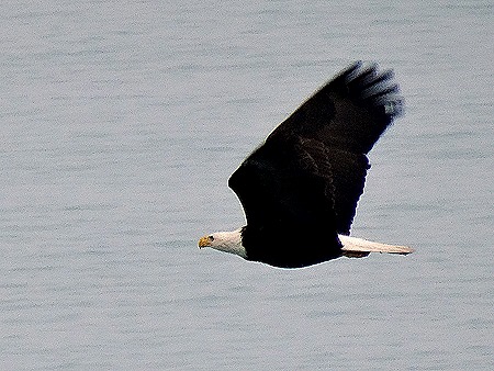 2. June 11 Glacier Bay