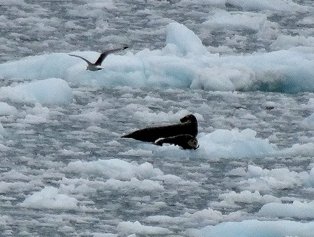 50. June 11 Glacier Bay