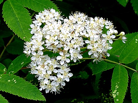 53. June 12 Ketchikan