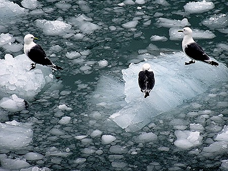 57. June 11 Glacier Bay