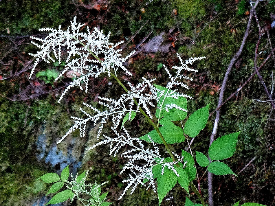 60. June 12 Ketchikan