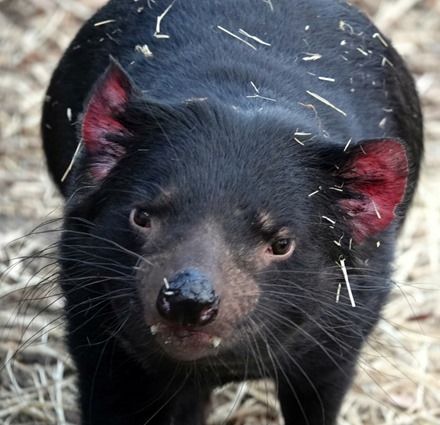 139. Hobart, Tasmania