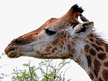 149. 010418Maputo, Mozambique & Kruger Nat Park, South Africa