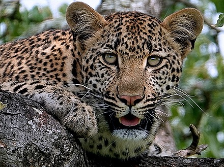 235. Kruger Nat Park, South Africa