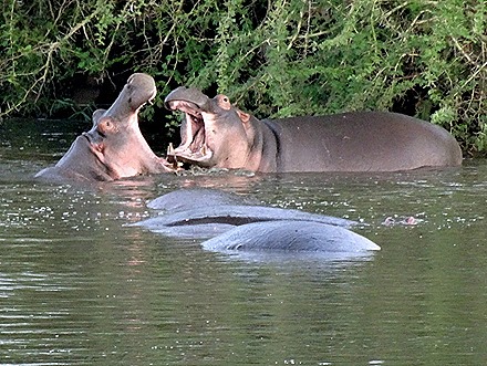 552. Kruger Nat Park, South Africa