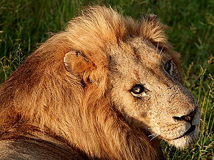 60. Kruger Nat Park, South Africa