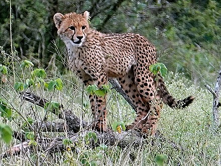 89. Kruger Nat Park, South Africa