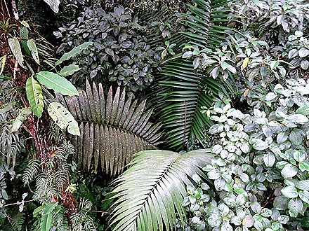 100.  Puerto Limon, Costa  Rica