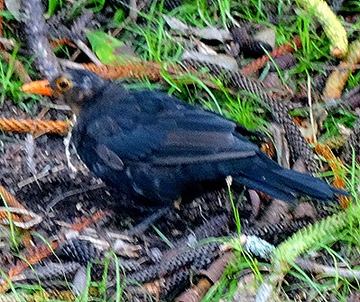 104. Aukland, New Zealand