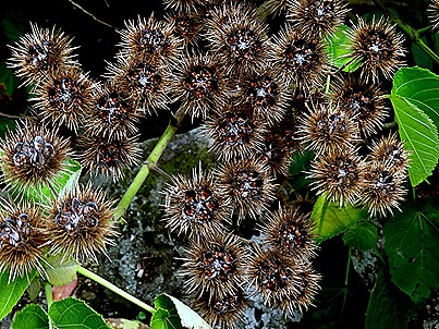 107. Aukland, New Zealand