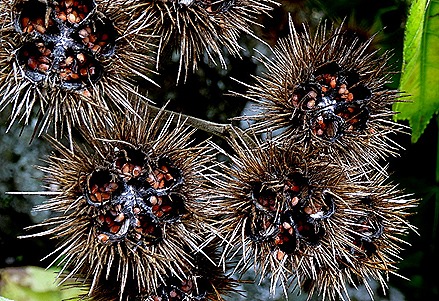 108. Aukland, New Zealand