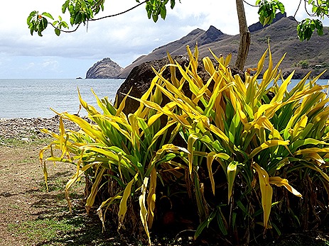 136. Nuku Hiva  