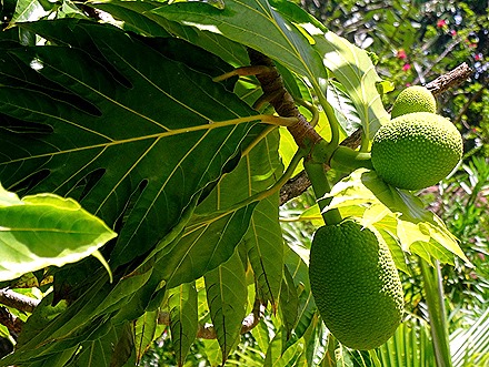 26. Opanuhu Bay, Moorea