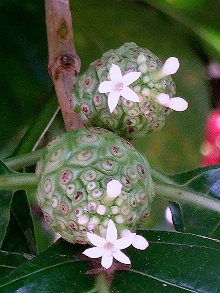 28. Opanuhu Bay, Moorea