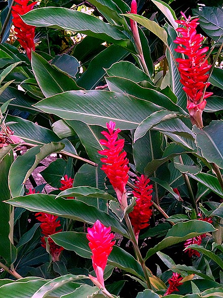 29. Opanuhu Bay, Moorea