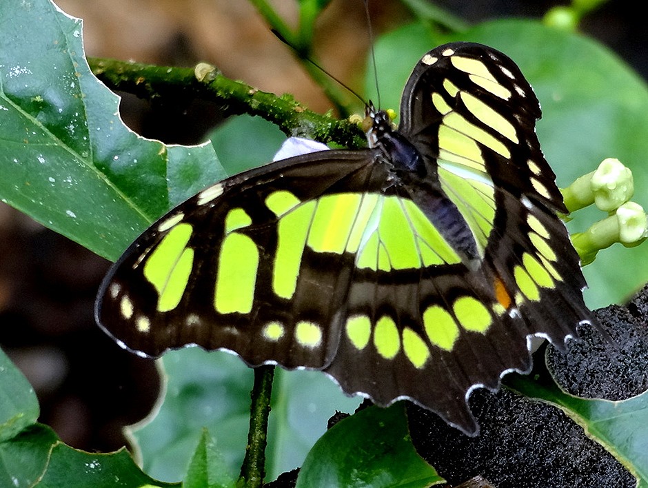 32.  Puerto Limon, Costa  Rica
