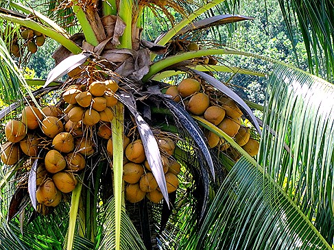35. Opanuhu Bay, Moorea