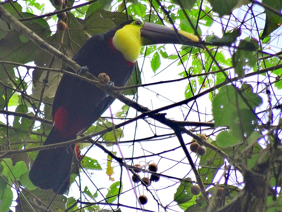 40.  Puerto Limon, Costa  Rica - Copy