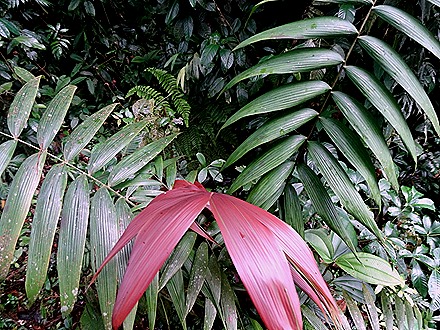 48.  Puerto Limon, Costa  Rica