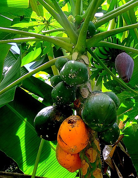 49. Opanuhu Bay, Moorea