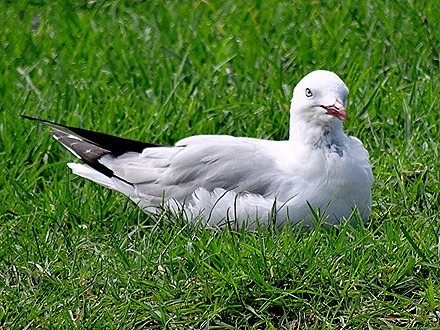 51. Aukland, New Zealand