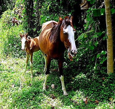 52. Opanuhu Bay, Moorea