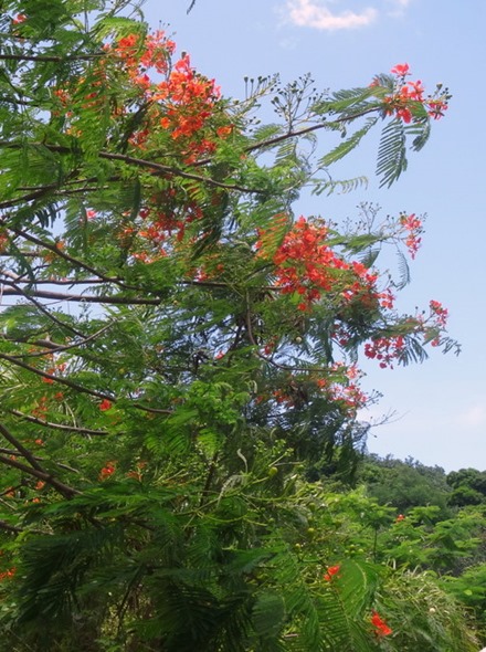 53. Opanuhu Bay, Moorea