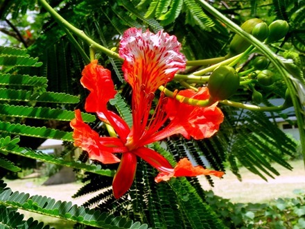 55. Opanuhu Bay, Moorea