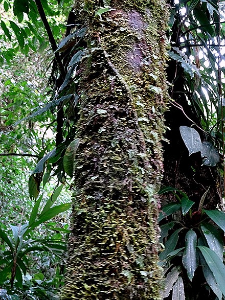 56.  Puerto Limon, Costa  Rica