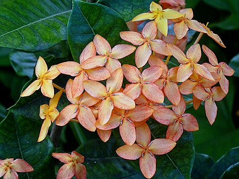 57. Opanuhu Bay, Moorea