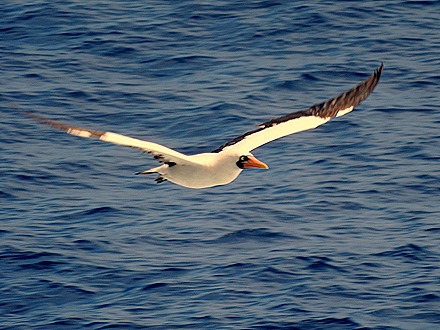 6. At Sea to Nuku Hiva